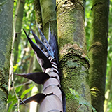 Garden of Eden Arboretum; bambus