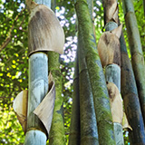 Garden of Eden Arboretum; bambus