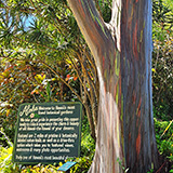 Garden of Eden Arboretum; eukaliptus