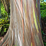Garden of Eden Arboretum; eukaliptus