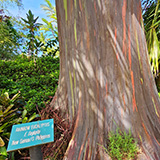 Garden of Eden Arboretum; eukaliptus
