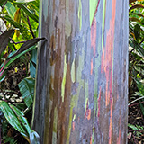 Garden of Eden Arboretum; eukaliptus