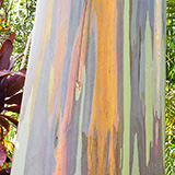 Garden of Eden Arboretum; eukaliptus