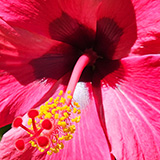 Garden of Eden Arboretum; flora
