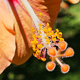 Garden of Eden Arboretum; flora