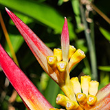 Garden of Eden Arboretum; flora