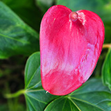 Garden of Eden Arboretum; flora