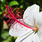Garden of Eden Arboretum; flora