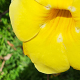 Garden of Eden Arboretum; flora