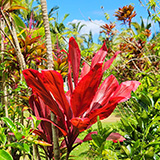 Garden of Eden Arboretum; flora
