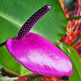 Garden of Eden Arboretum; flora