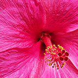 Garden of Eden Arboretum; flora