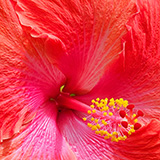 Garden of Eden Arboretum; flora