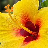 Garden of Eden Arboretum; flora