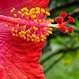 Garden of Eden Arboretum; flora