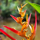 Garden of Eden Arboretum; flora