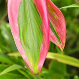 Garden of Eden Arboretum; flora