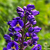 Garden of Eden Arboretum; flora