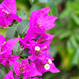 Garden of Eden Arboretum; flora