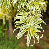 Garden of Eden Arboretum; flora