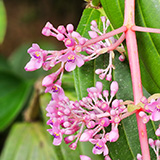 Garden of Eden Arboretum; flora