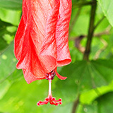 Garden of Eden Arboretum; flora