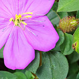 Garden of Eden Arboretum; flora