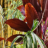 Garden of Eden Arboretum; flora