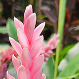 Garden of Eden Arboretum; flora