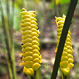 Garden of Eden Arboretum; flora
