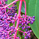 Garden of Eden Arboretum; flora