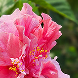 Garden of Eden Arboretum; flora
