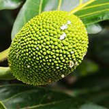 Garden of Eden Arboretum; flora