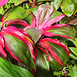 Garden of Eden Arboretum; flora