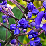 Garden of Eden Arboretum; flora