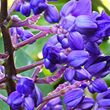 Garden of Eden Arboretum; flora