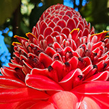 Garden of Eden Arboretum; flora