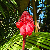 Garden of Eden Arboretum; flora