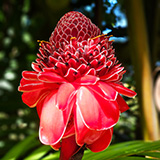 Garden of Eden Arboretum; flora