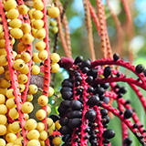 Garden of Eden Arboretum; flora