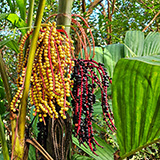Garden of Eden Arboretum; flora