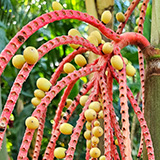 Garden of Eden Arboretum; flora