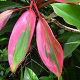 Garden of Eden Arboretum; flora