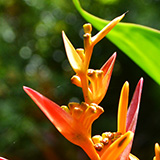 Garden of Eden Arboretum; flora