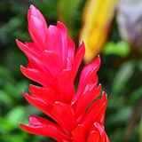 Garden of Eden Arboretum; flora