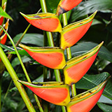 Garden of Eden Arboretum; flora