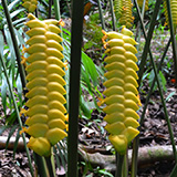 Garden of Eden Arboretum; flora