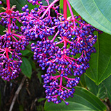 Garden of Eden Arboretum; flora