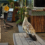 Garden of Eden Arboretum; park