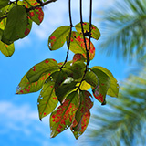 Garden of Eden Arboretum; panorama
